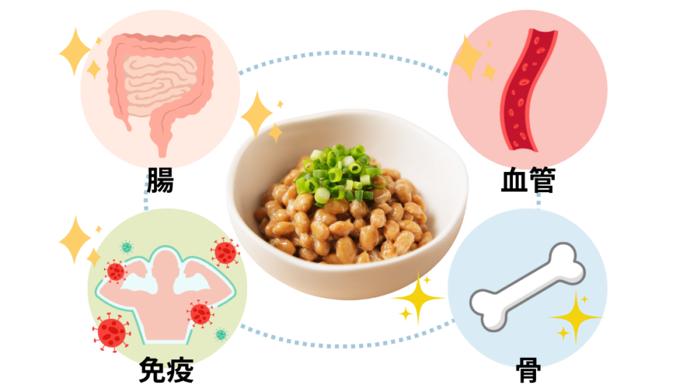 納豆が腸内環境、血管、骨、免疫など全身の健康に関わる食品であることを示したイメージ